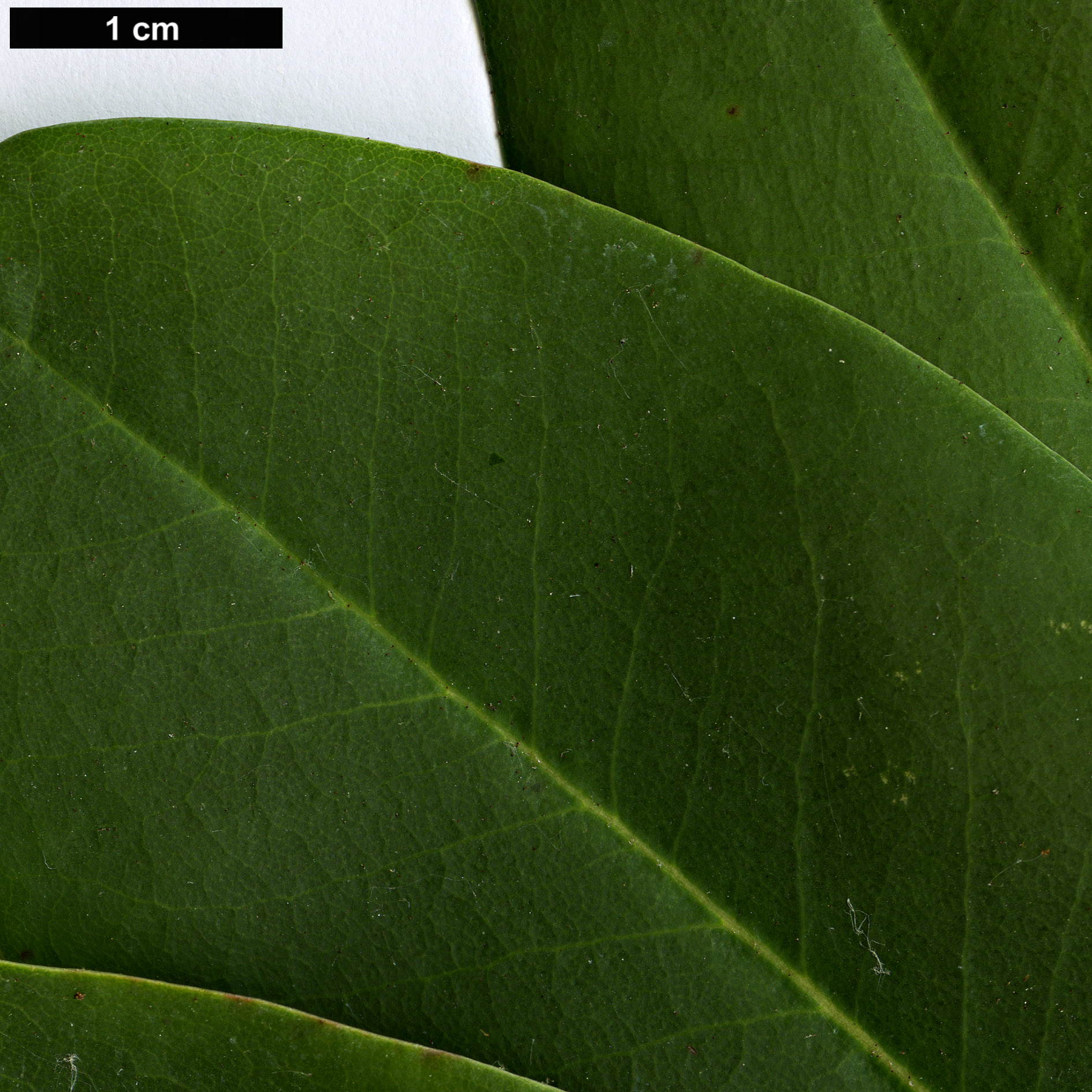 High resolution image: Family: Ericaceae - Genus: Rhododendron - Taxon: oreodoxa - SpeciesSub: var. fargesii